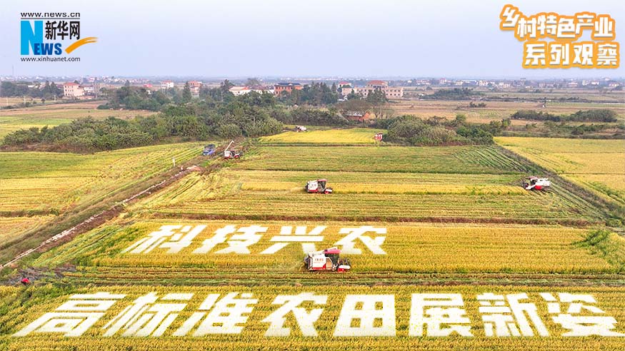 乡村特色产业系列观察｜科技兴农 高标准农田展新姿